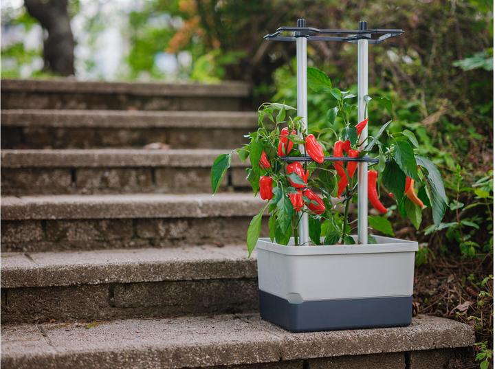 Productafbeelding Gusta Garden Charly Chili (35 cm)