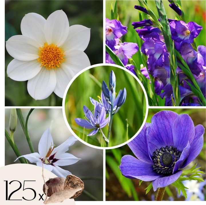Produktbild Plant in a Box Dahlia Park Princess, Gladiolen Priscilla, Freesia Enkel Wit, Oxalis Deppei Iron Cross, Gladiolus Ca (10 cm)