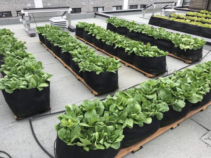 Image du produit Smart Pot 10