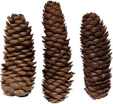 Actual product image Creativ Company Pine Cone