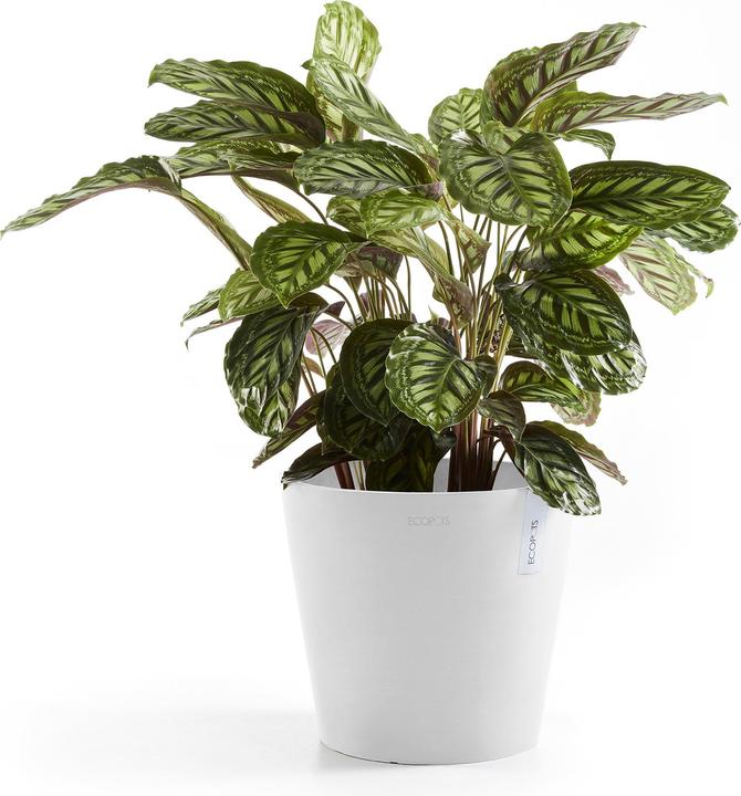 Immagine prodotto Ecopots Amsterdam (20 cm)