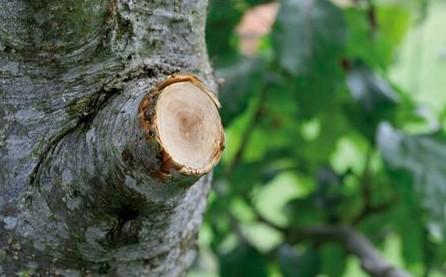 Immagine prodotto Gardena SmartCut
