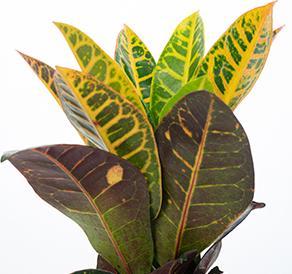 Immagine prodotto Flowerbox Arbusto miracoloso "Petra" - Codiaeum Petra (20 cm)