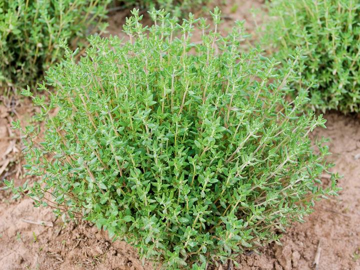 Immagine prodotto Living Seeds Thymian (Germogli)