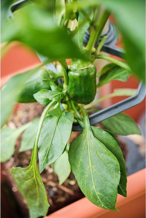 Actual product image Gusta Garden CHILI BUDDY climbing support for chillies & peppers silver (32 cm, 22 cm)