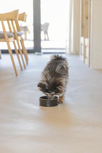 Actual product image Designed by Lotte Jace dog bowl (0.70 l)