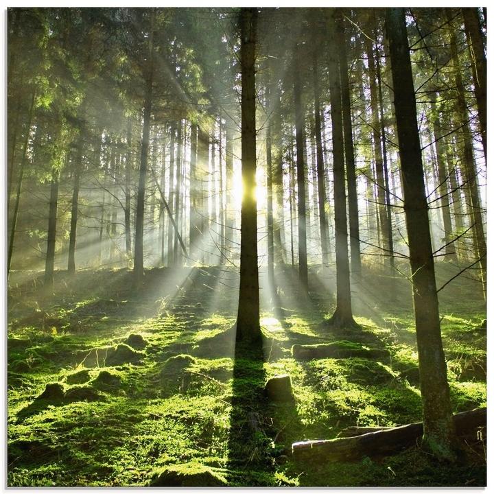 Produktbild Artland Wald im Gegenlicht T5SV (30x30 cm)