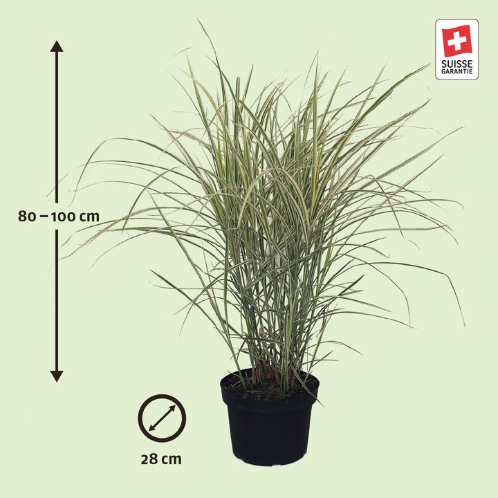 Image du produit Zulauf Chinaschilf / Miscanthus si. Variegatus (50 cm)