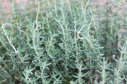 Produktbild Lubera Zwergthymian (Thymus vulgaris)
