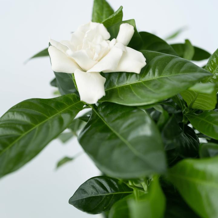 Immagine prodotto Plant in a Box Gardenia Jasminoides - Gardenie (30 cm)