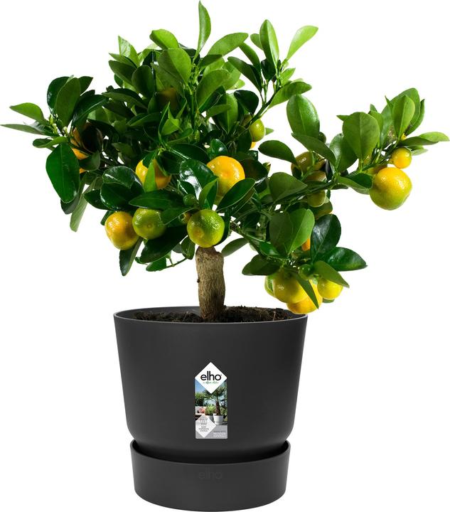 Actual product image Elho Greenville (24.48 cm)