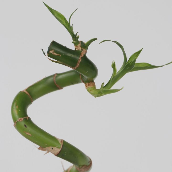 Actual product image Plant in a Box Dracaena sanderiana - Set of 12 Lucky Bamboo (40 cm)