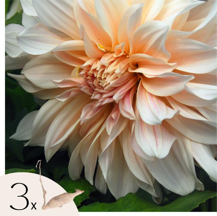 Produktbild Plant in a Box Dahlia Café au Lait - Dahlien (10 cm)