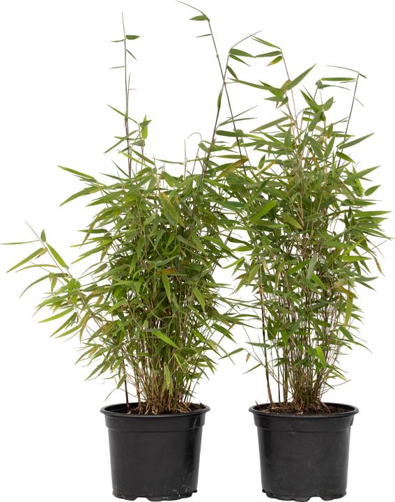 Actual product image Plant in a Box Fargesia nitida 'Red Dragon' - Set of 2 Red Dragon Bamboo (60 cm)