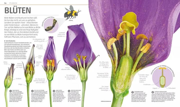 Produktbild Mega-Wissen. Natur (Deutsch, DK Verlag - Kids, 2018)