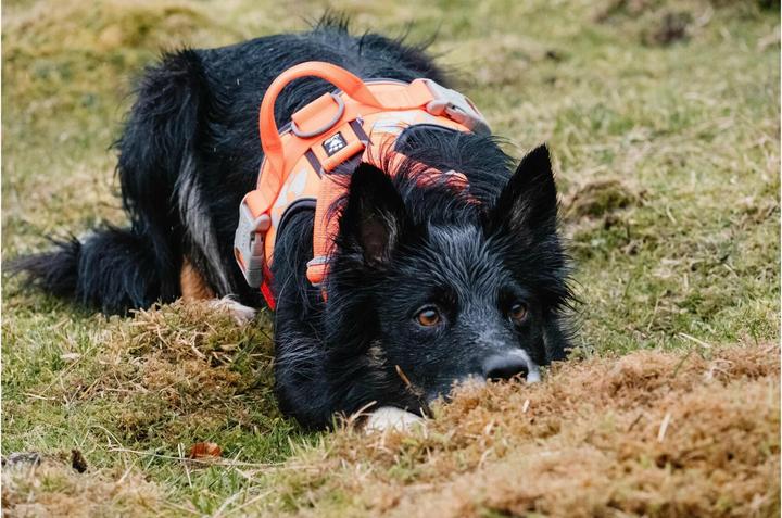 Produktbild Hurtta Geschirr Weekend Warrior (XS, Hund, Allgemein)