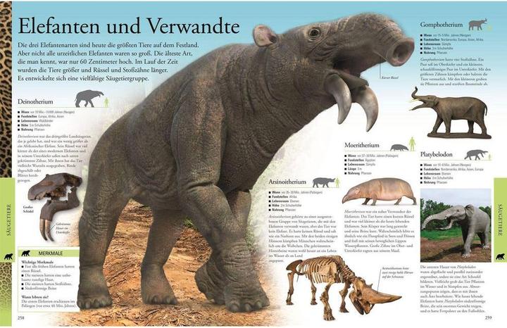 Immagine prodotto Dinosaurier und andere Tiere der Urzeit für clevere Kids (Tedesco, DK Verlag - Bambini, 2019)