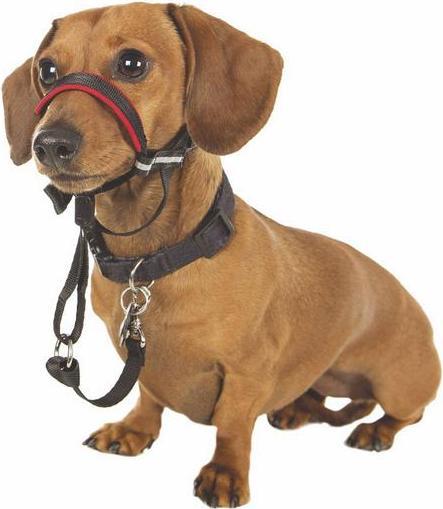 Produktbild Company of Animals Halti Optifit (M, Hund, Allgemein)
