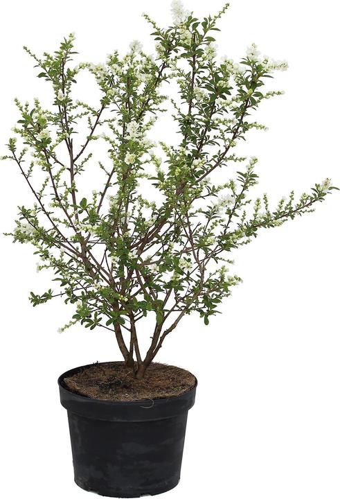 Actual product image Zulauf Prunkspiere / Exochorda racemosa 'Niagara' (80 cm)