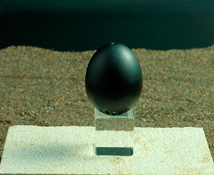Actual product image PiepEi Rock Piep Egg