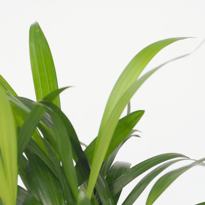 Actual product image Plant in a Box Dypsis lutescens, Chamaedorea elegans - Mix of 4 Mini Indoor Palms (25 cm)