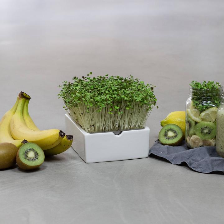 Image du produit Heimgart Microgreens Starter-Kit (Germes)
