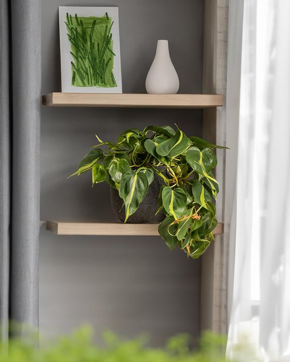 Immagine prodotto feey Philodendron scandens Brasil (25 cm, Appena rinvasata)