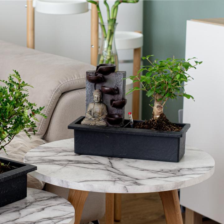 Image du produit Plant in a Box Bonsaï Ligustrum, Carmona, Ficus Retusa, Syzygium, Sageretia - Bonsaï système d'eau Bouddha (35 cm)