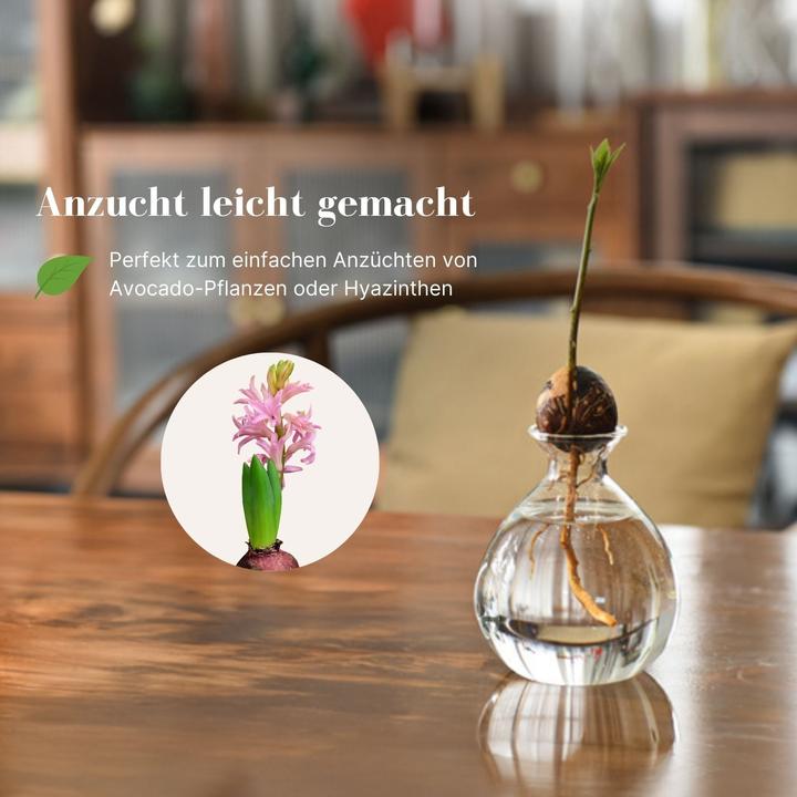 Immagine prodotto Hermex Avocadobaum-Glas Avocado-Vase Hydrokultur-Vase Hyazinthenglas (10 cm)
