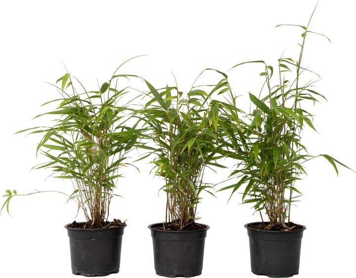 Immagine prodotto Plant in a Box Fargesia papyrifera 'Grex' - Set di 6 bambù blu (30 cm)