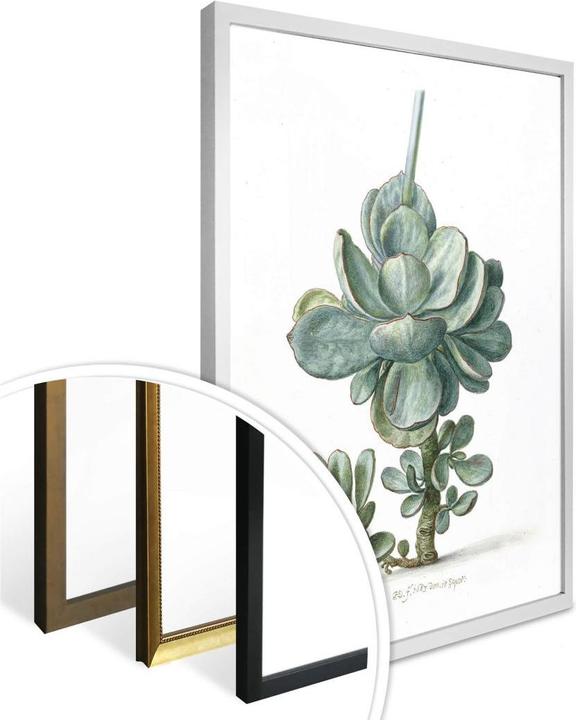 Produktbild Trenddeko Sukkulente (120 x 150 cm)