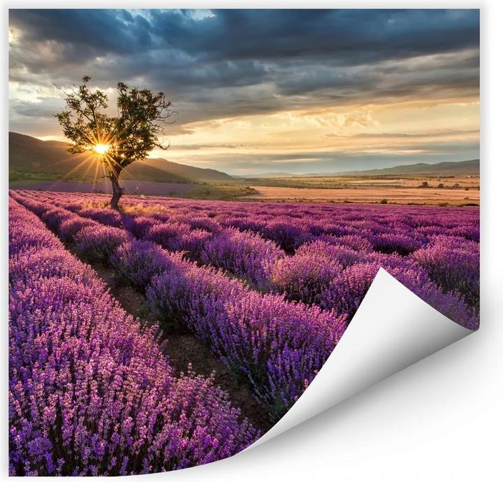 Produktbild Trenddeko Lavendelblüte in der Provence (50 x 50 cm)