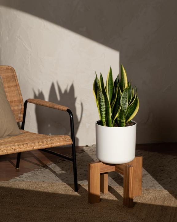 Image du produit feey Grande langue de belle-mère (85 cm, Fraîchement rempotés)
