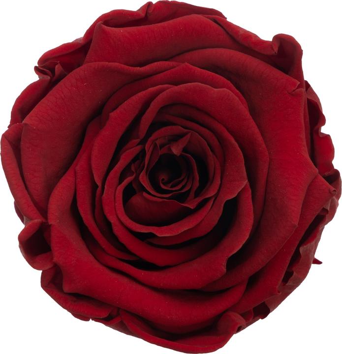 Actual product image Migros Ostschweiz Premium roses (stabilised roses) in a cylinder (Infinity Flowers)