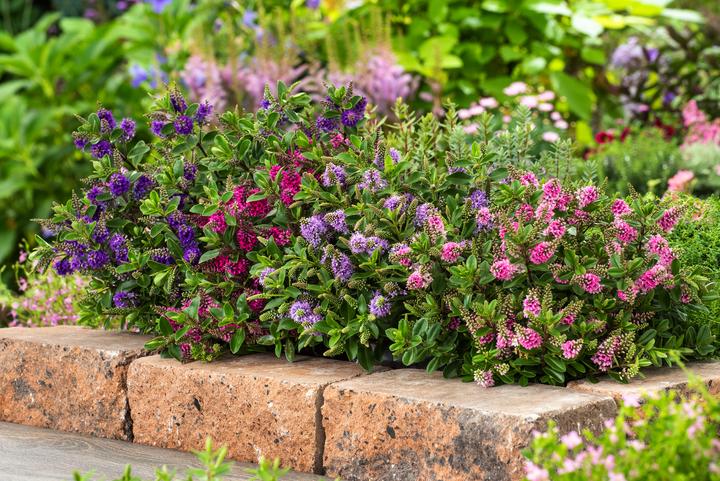 Produktbild Plant in a Box Hebe All Blooms 'Siara', 'Ranaia', 'Samona' - (30 cm)