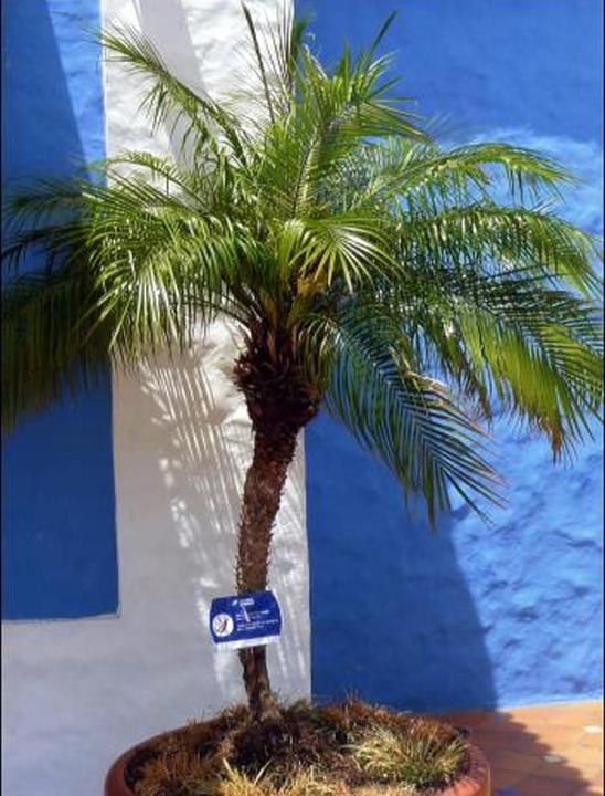 Actual product image Tropica Dwarf - Date Palm Phoenix Roebelinii
