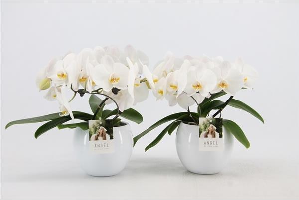 Phalaenopsis Angel