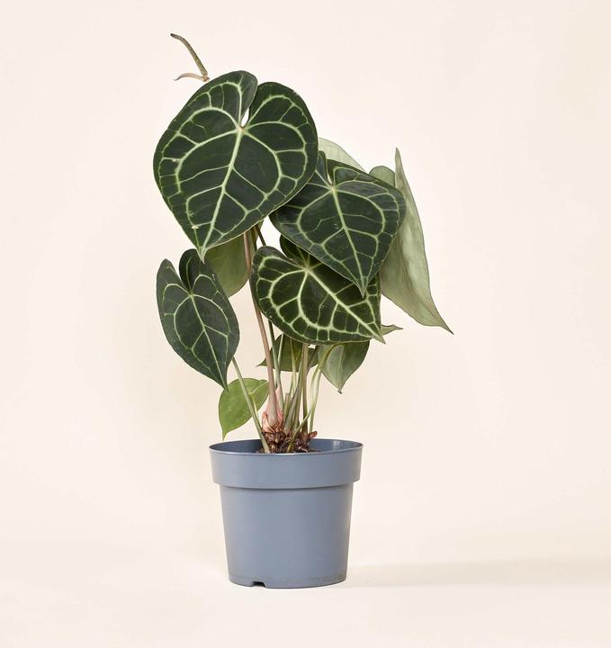 Mary and Plants Anthurium Clarinervium Gold mit Terrakotta Topf (50 cm)