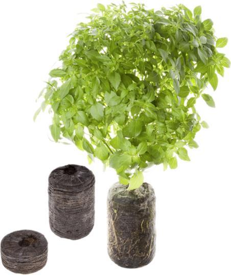 Image du produit Tregren La graine de thym (Graines d'herbes aromatiques)