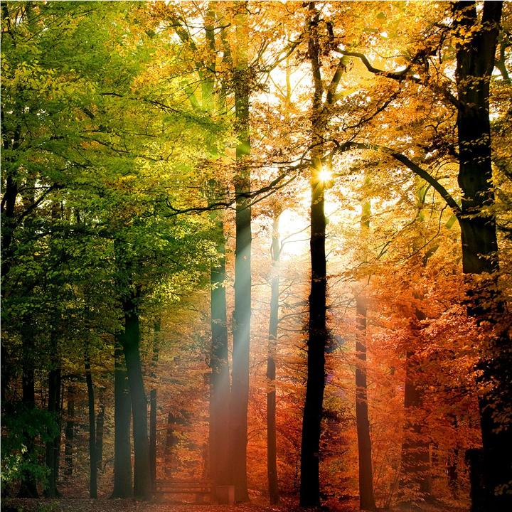 Actual product image Trenddeko Golden autumn forest (240 x 260 cm)