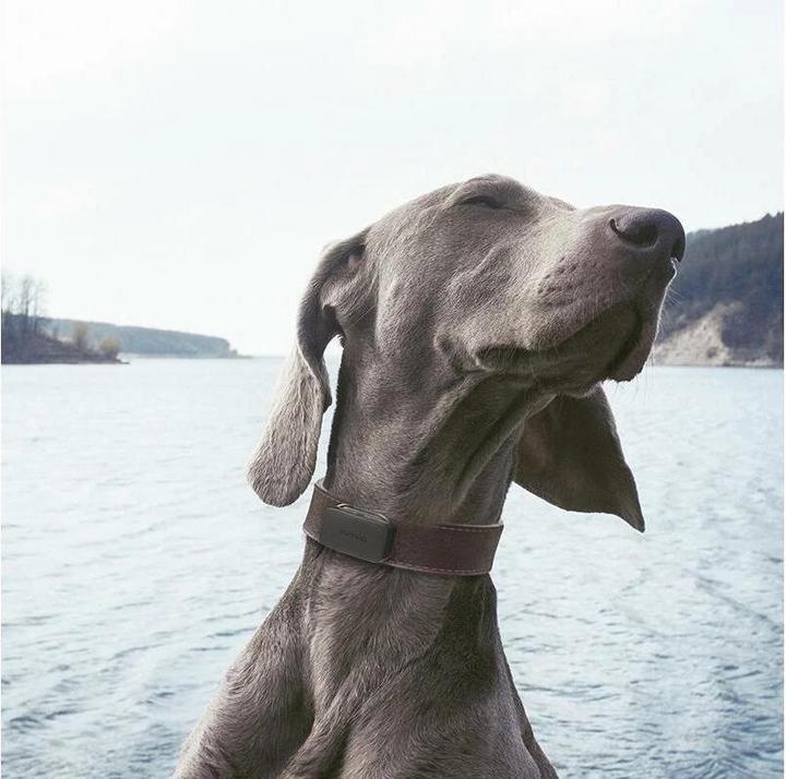 Productafbeelding Invoxia GPS Tracker voor huisdieren (Hond, Kat, Algemeen)