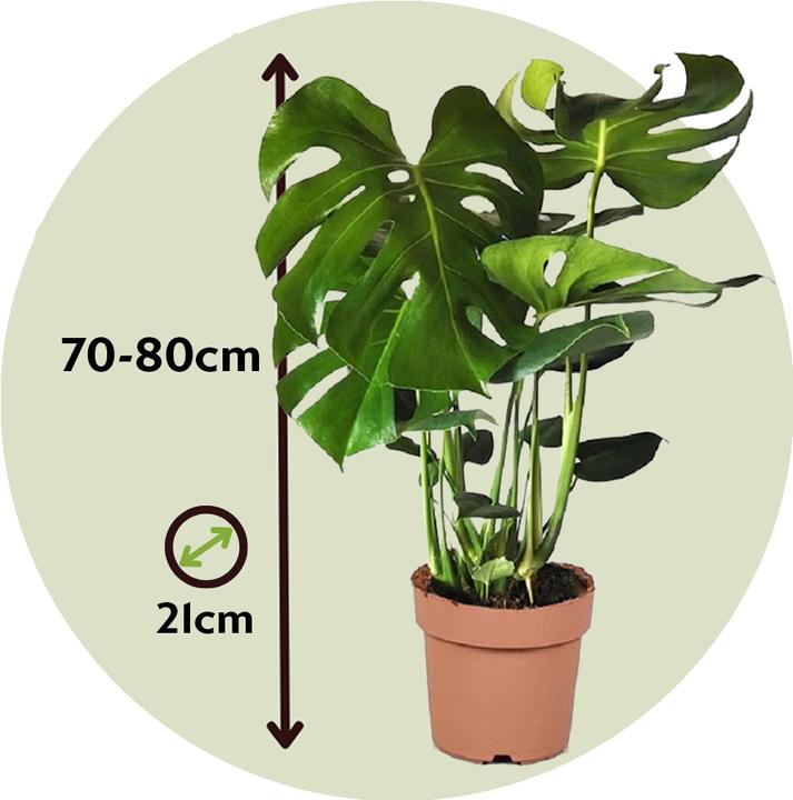 Produktbild Plant in a Box Monstera Deliciosa - Fensterblatt (80 cm)