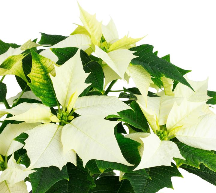 Produktbild Flowerbox Weihnachtsstern- Euphorbia pulcherrima