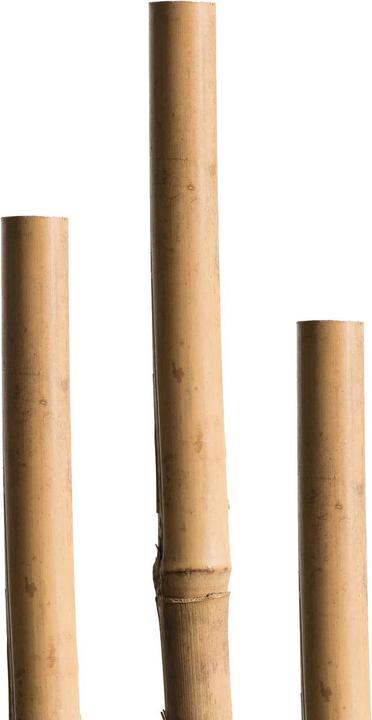 Actual product image Miogarden Bamboo stick (240 cm, 240 cm)