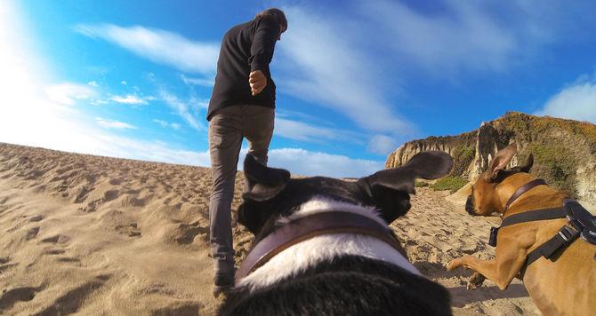 Image du produit GoPro Fetch harnais pour chien (Héros 7, Universel, Action Osmo)