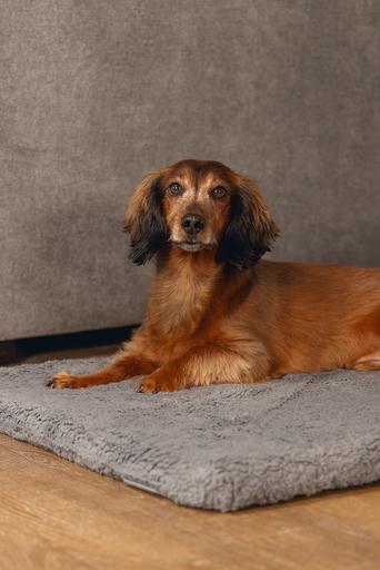 Immagine prodotto Beeztees Ito (Cane)