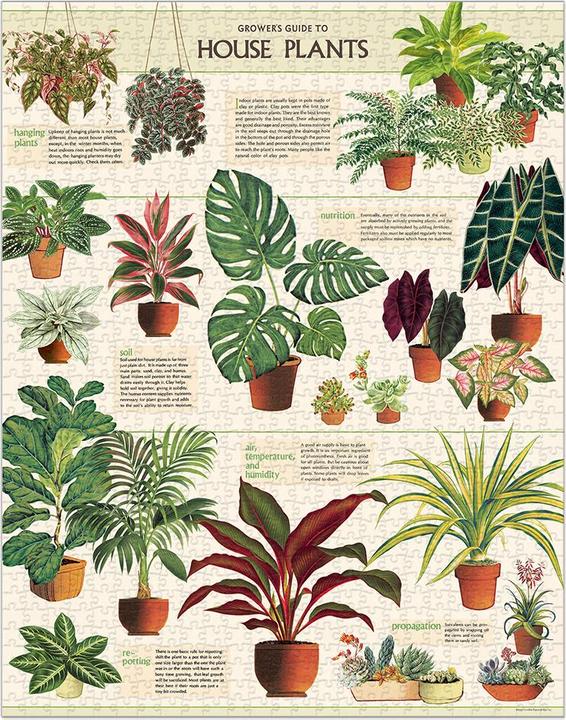 Actual product image Cavallini Houseplants (1000 pieces)