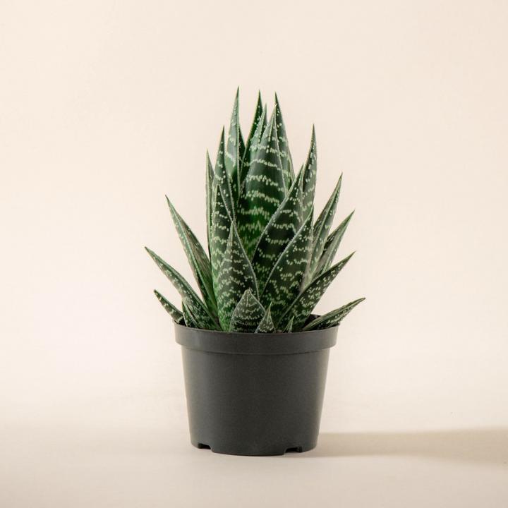 Image du produit Mary and Plants Aloe Tiki Tahi HAY Gris clair (20 cm)