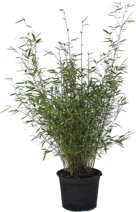 Actual product image Zulauf Garten-Bambus / Fargesia rufa (80 cm, Animal friendly)