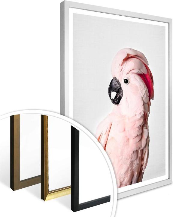Produktbild Trenddeko Rosa Kakadu (60 x 80 cm)